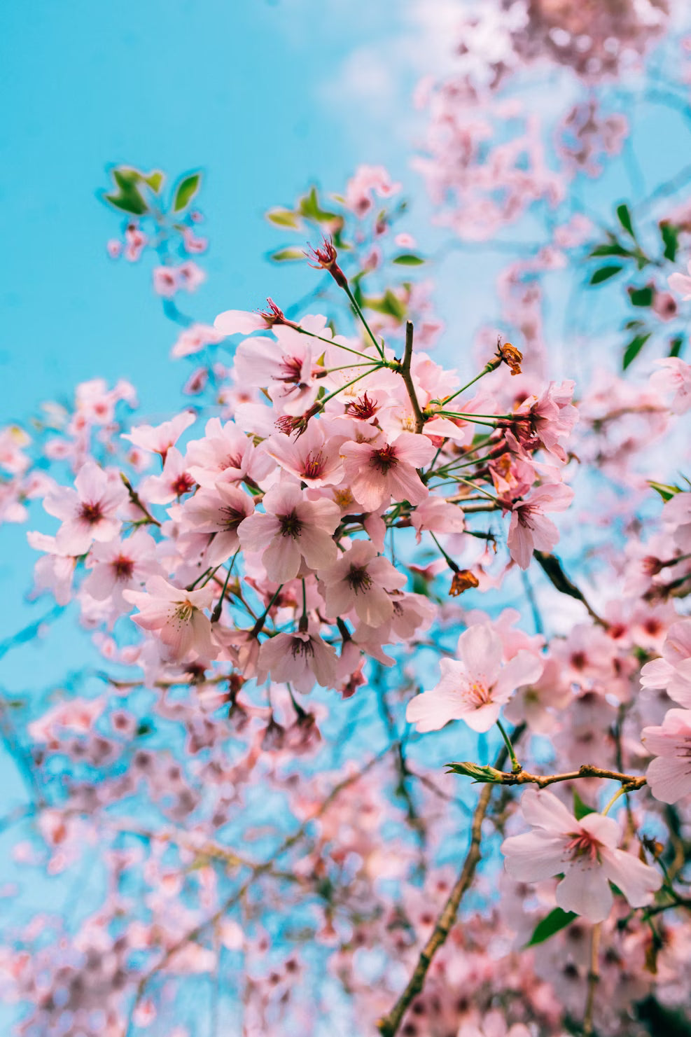 Cherry Blossom