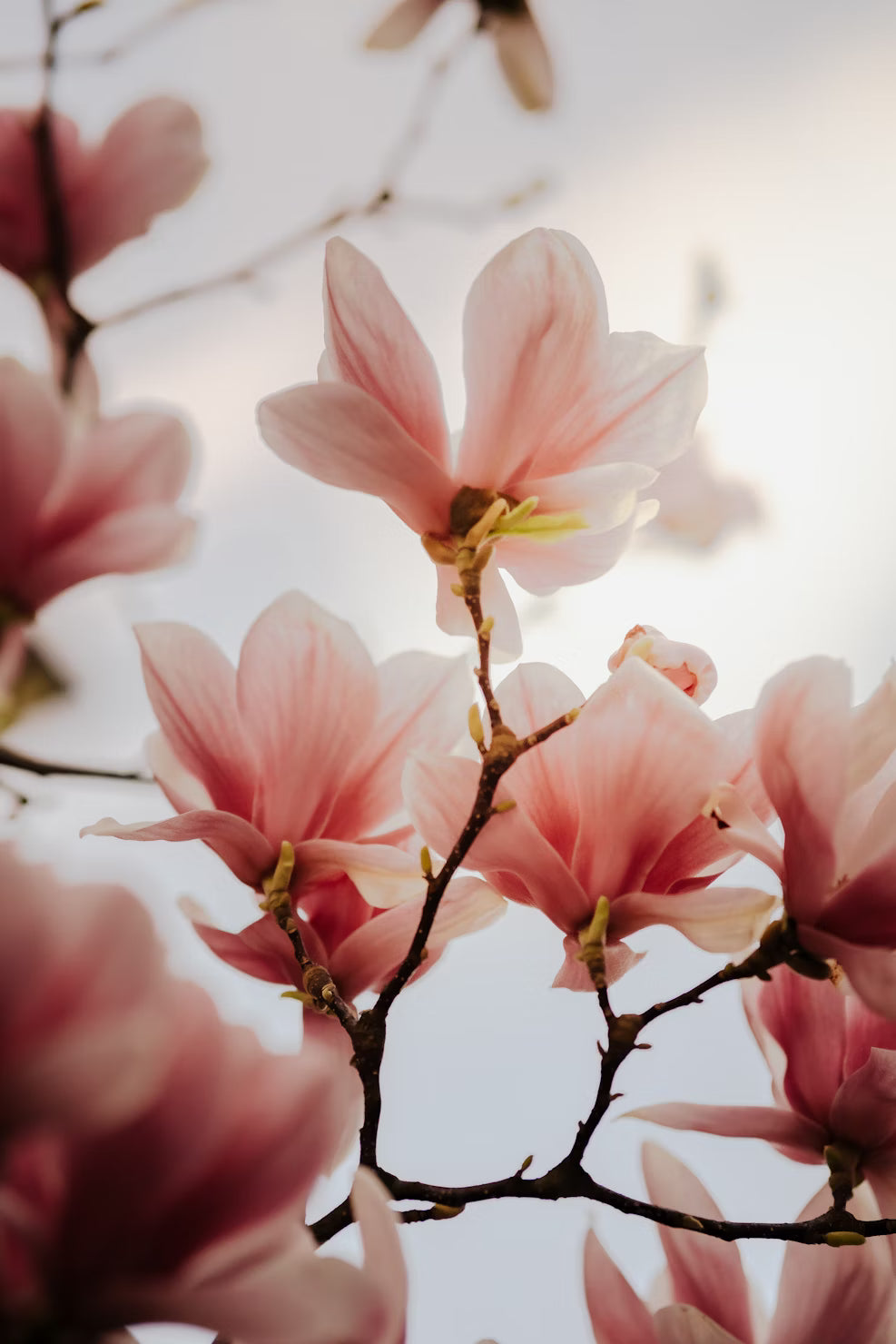 Magnolia