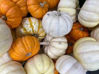 Spooky Suggestions for a Happy Halloween