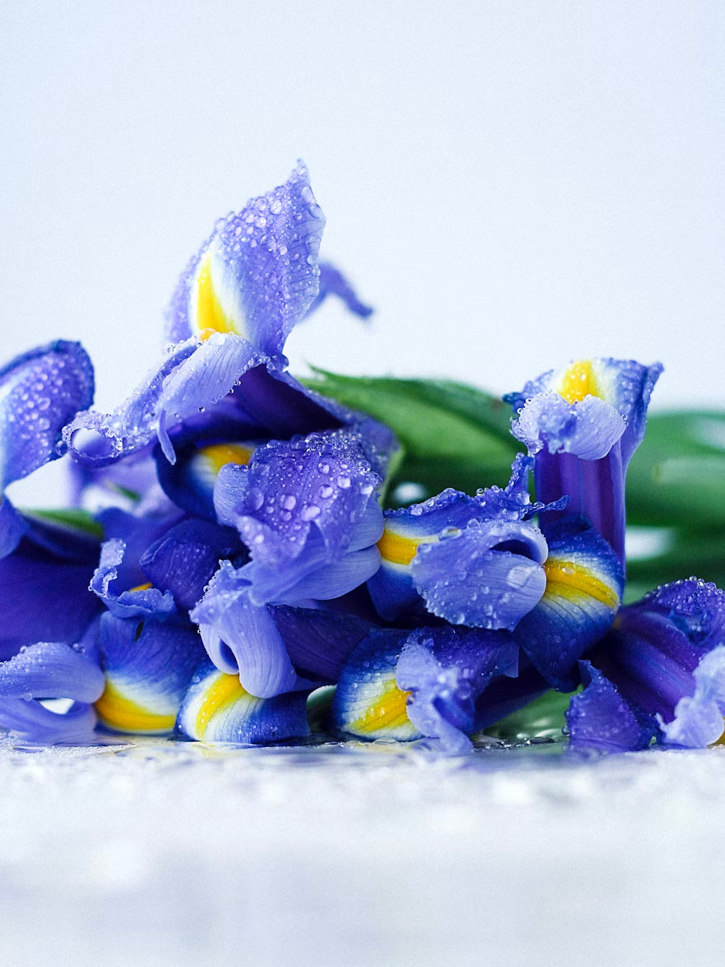 Iris