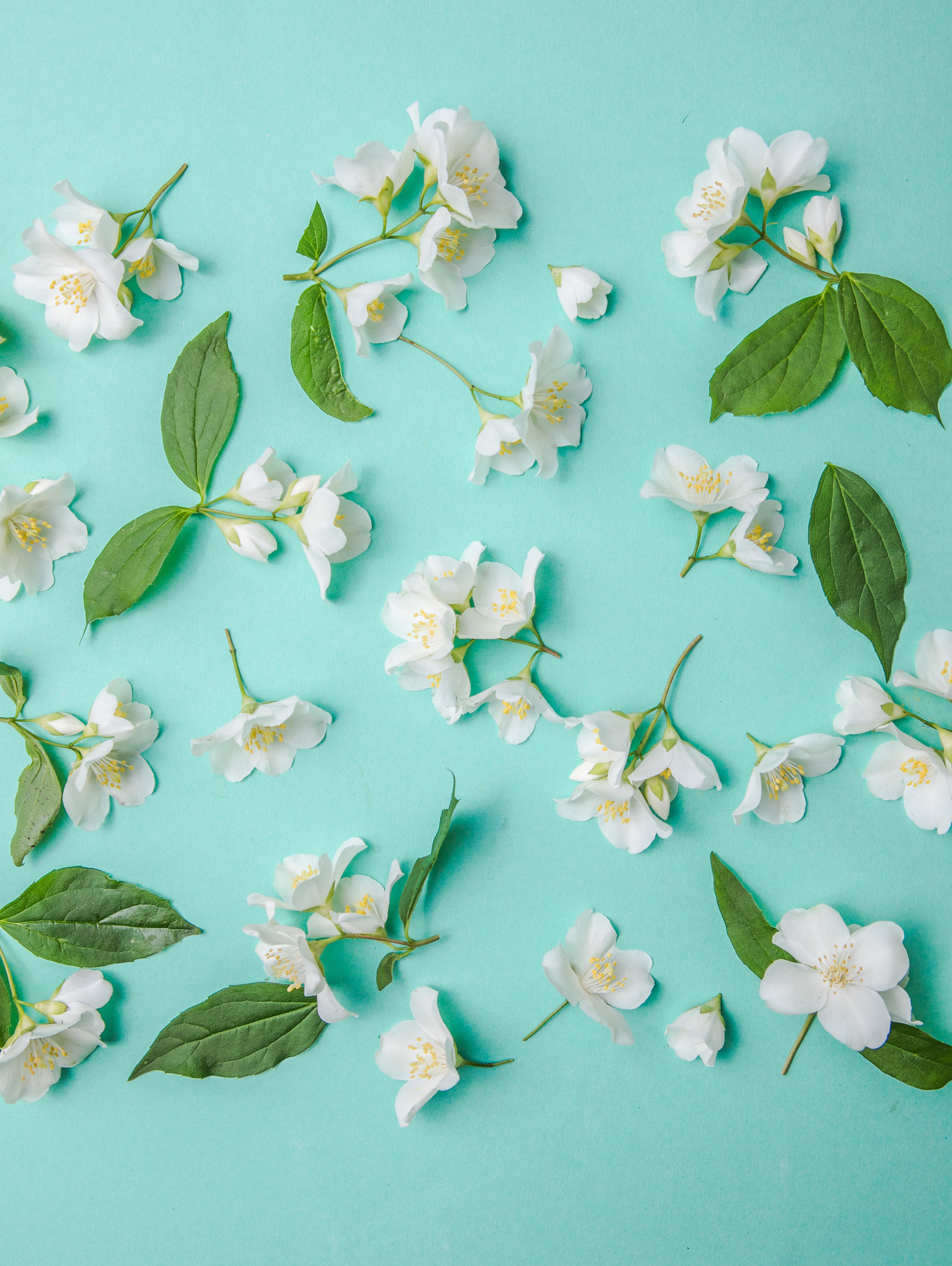 Jasmine Petals