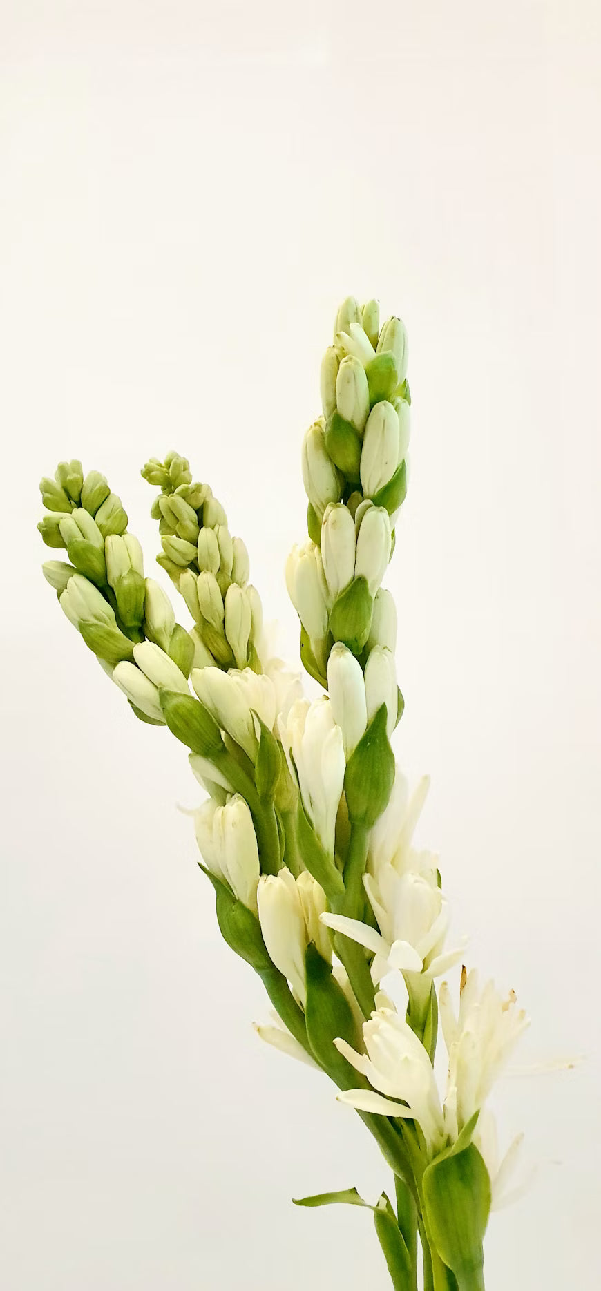 Tuberose