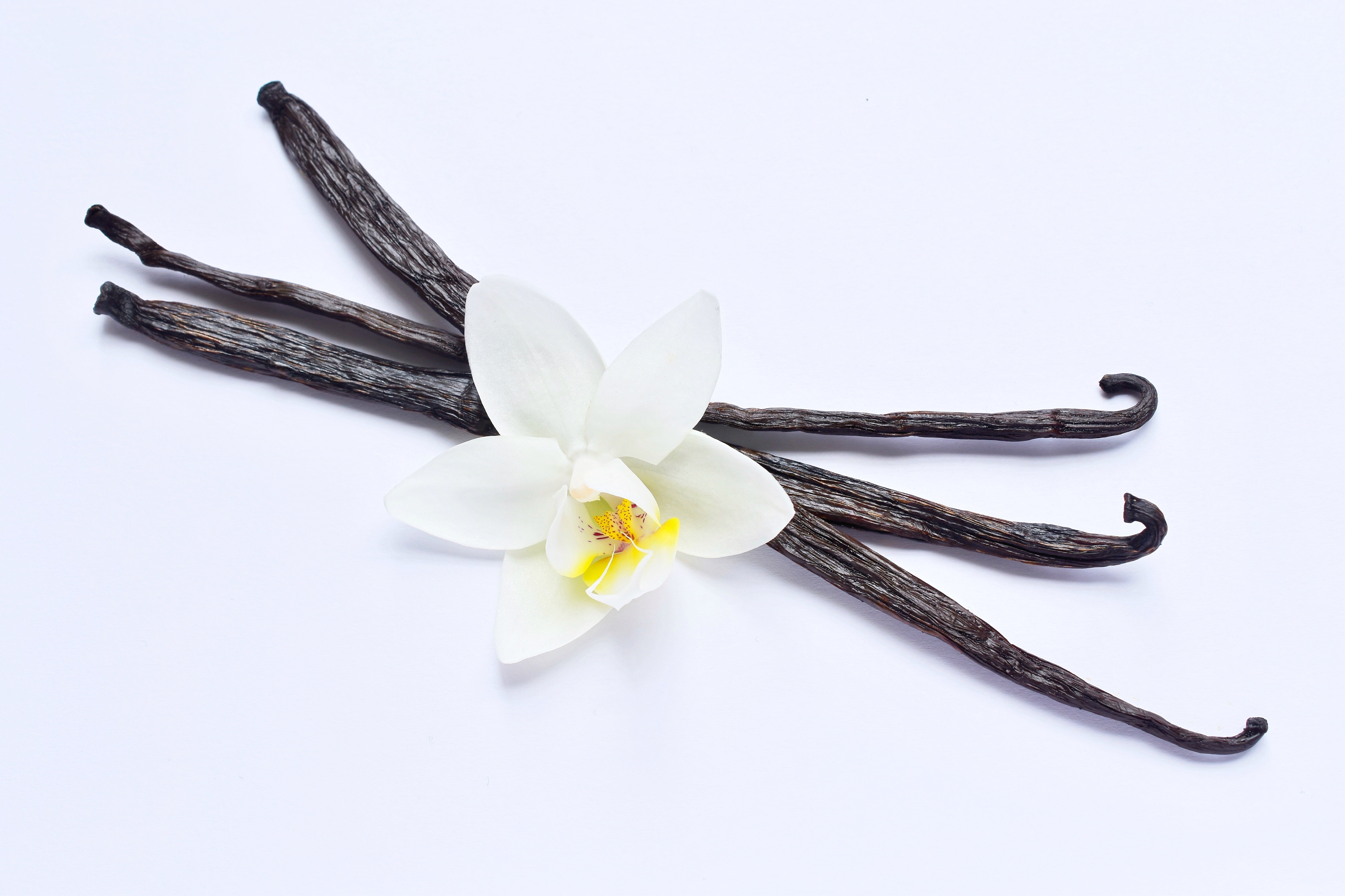 Vanilla