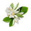 neroli